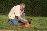 MALINOIS 031